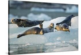 Harbor Seals on Iceberg, Alaska-Paul Souders-Stretched Canvas