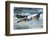 Harbor Seals on Iceberg, Alaska-Paul Souders-Framed Photographic Print