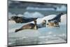 Harbor Seals on Iceberg, Alaska-Paul Souders-Mounted Photographic Print