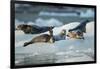 Harbor Seals on Iceberg, Alaska-Paul Souders-Framed Photographic Print