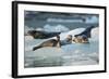 Harbor Seals on Iceberg, Alaska-Paul Souders-Framed Photographic Print