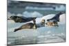 Harbor Seals on Iceberg, Alaska-Paul Souders-Mounted Photographic Print