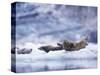 Harbor Seals on Iceberg in Glacier Bay National Park-Paul Souders-Stretched Canvas