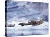 Harbor Seals on Iceberg in Glacier Bay National Park-Paul Souders-Stretched Canvas