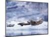 Harbor Seals on Iceberg in Glacier Bay National Park-Paul Souders-Mounted Photographic Print