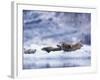 Harbor Seals on Iceberg in Glacier Bay National Park-Paul Souders-Framed Photographic Print