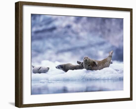 Harbor Seals on Iceberg in Glacier Bay National Park-Paul Souders-Framed Photographic Print