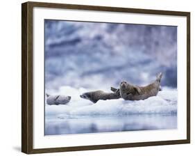 Harbor Seals on Iceberg in Glacier Bay National Park-Paul Souders-Framed Photographic Print