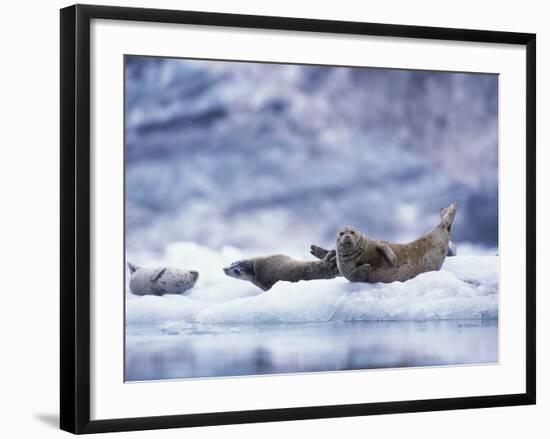 Harbor Seals on Iceberg in Glacier Bay National Park-Paul Souders-Framed Photographic Print