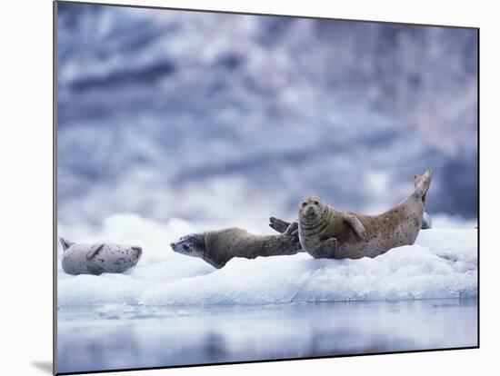 Harbor Seals on Iceberg in Glacier Bay National Park-Paul Souders-Mounted Photographic Print