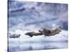 Harbor Seals on Iceberg in Glacier Bay National Park-Paul Souders-Stretched Canvas