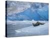 Harbor Seals on Iceberg of South Sawyer Glacier, Tracy Arm, Alaska, USA-Paul Souders-Stretched Canvas