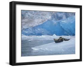 Harbor Seals on Iceberg of South Sawyer Glacier, Tracy Arm, Alaska, USA-Paul Souders-Framed Photographic Print