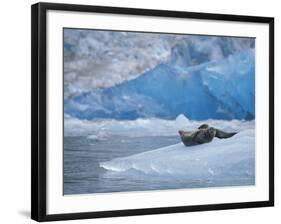Harbor Seals on Iceberg of South Sawyer Glacier, Tracy Arm, Alaska, USA-Paul Souders-Framed Photographic Print