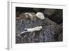 Harbor Seals Resting at Low Tide-Ken Archer-Framed Photographic Print