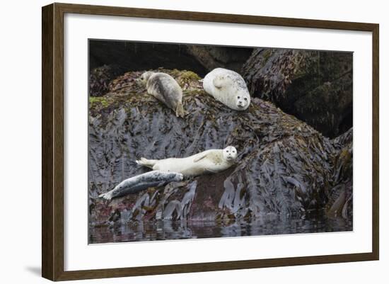 Harbor Seals Resting at Low Tide-Ken Archer-Framed Photographic Print