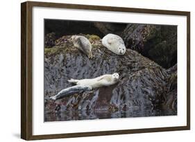 Harbor Seals Resting at Low Tide-Ken Archer-Framed Photographic Print