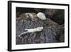 Harbor Seals Resting at Low Tide-Ken Archer-Framed Photographic Print