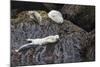 Harbor Seals Resting at Low Tide-Ken Archer-Mounted Photographic Print