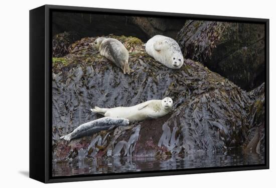 Harbor Seals Resting at Low Tide-Ken Archer-Framed Stretched Canvas