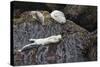 Harbor Seals Resting at Low Tide-Ken Archer-Stretched Canvas