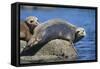 Harbor Seals with Molting Fur-DLILLC-Framed Stretched Canvas