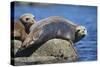 Harbor Seals with Molting Fur-DLILLC-Stretched Canvas