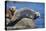Harbor Seals with Molting Fur-DLILLC-Stretched Canvas