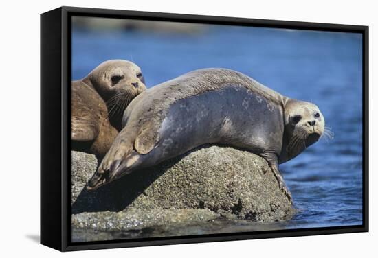 Harbor Seals with Molting Fur-DLILLC-Framed Stretched Canvas