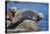 Harbor Seals with Molting Fur-DLILLC-Stretched Canvas