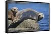 Harbor Seals with Molting Fur-DLILLC-Framed Stretched Canvas