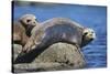 Harbor Seals with Molting Fur-DLILLC-Stretched Canvas