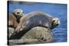 Harbor Seals with Molting Fur-DLILLC-Stretched Canvas