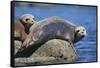 Harbor Seals with Molting Fur-DLILLC-Framed Stretched Canvas