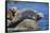 Harbor Seals with Molting Fur-DLILLC-Framed Stretched Canvas