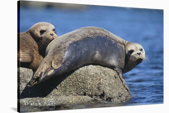 Harbor Seals with Molting Fur-DLILLC-Stretched Canvas