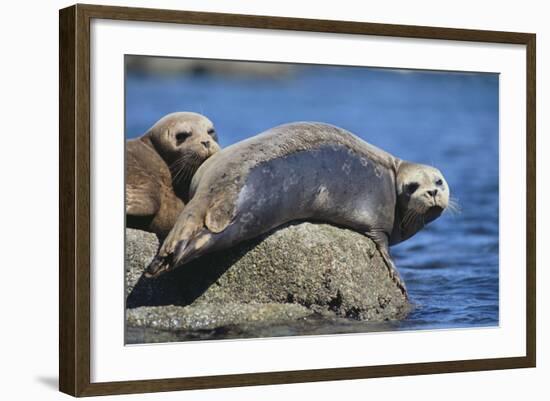 Harbor Seals with Molting Fur-DLILLC-Framed Photographic Print