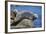 Harbor Seals with Molting Fur-DLILLC-Framed Photographic Print