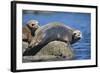 Harbor Seals with Molting Fur-DLILLC-Framed Photographic Print