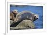 Harbor Seals with Molting Fur-DLILLC-Framed Photographic Print