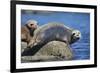 Harbor Seals with Molting Fur-DLILLC-Framed Photographic Print