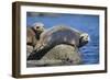 Harbor Seals with Molting Fur-DLILLC-Framed Photographic Print