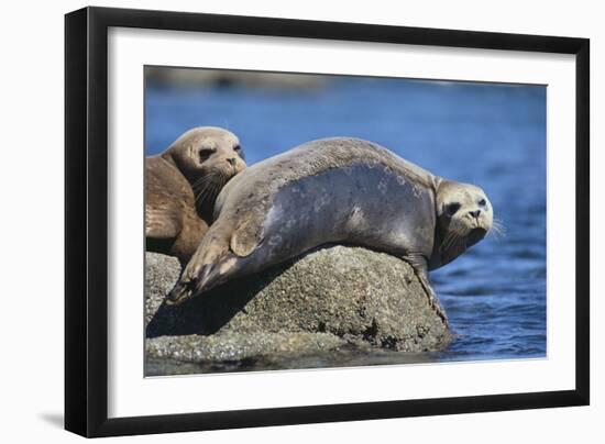 Harbor Seals with Molting Fur-DLILLC-Framed Photographic Print