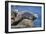 Harbor Seals with Molting Fur-DLILLC-Framed Photographic Print