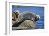 Harbor Seals with Molting Fur-DLILLC-Framed Photographic Print