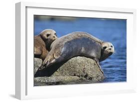 Harbor Seals with Molting Fur-DLILLC-Framed Photographic Print