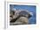 Harbor Seals with Molting Fur-DLILLC-Framed Photographic Print