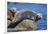 Harbor Seals with Molting Fur-DLILLC-Framed Photographic Print