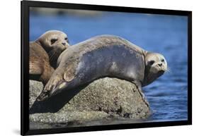 Harbor Seals with Molting Fur-DLILLC-Framed Photographic Print