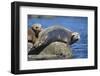 Harbor Seals with Molting Fur-DLILLC-Framed Photographic Print